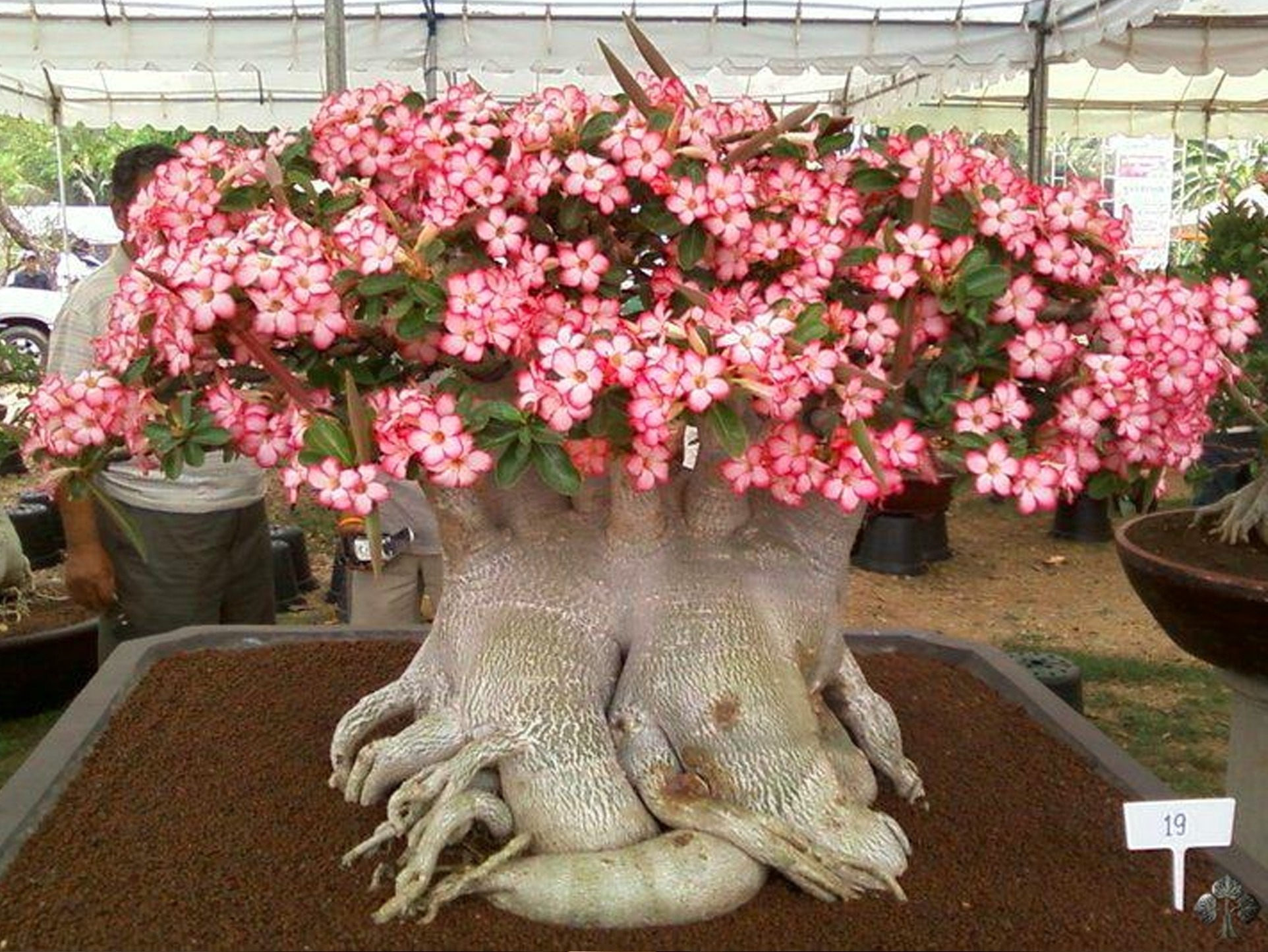 گل بونسای