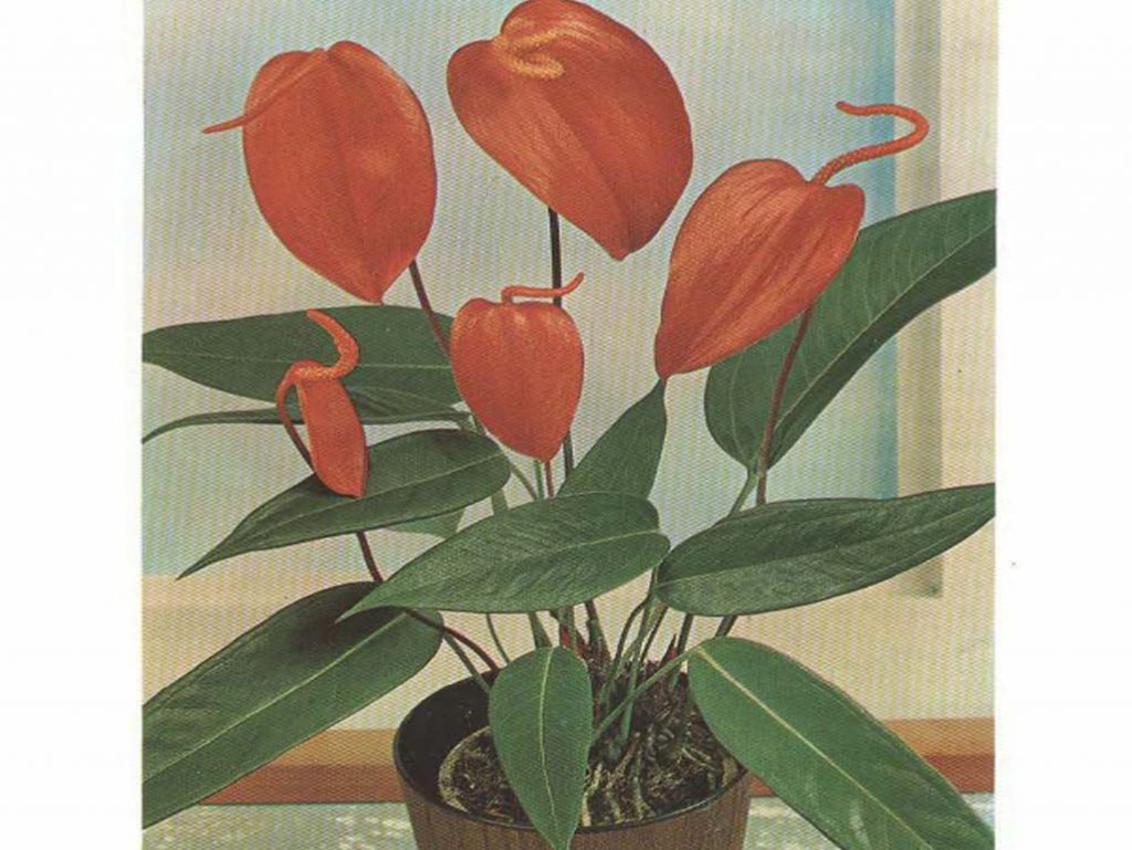 گلدان آنتويوم