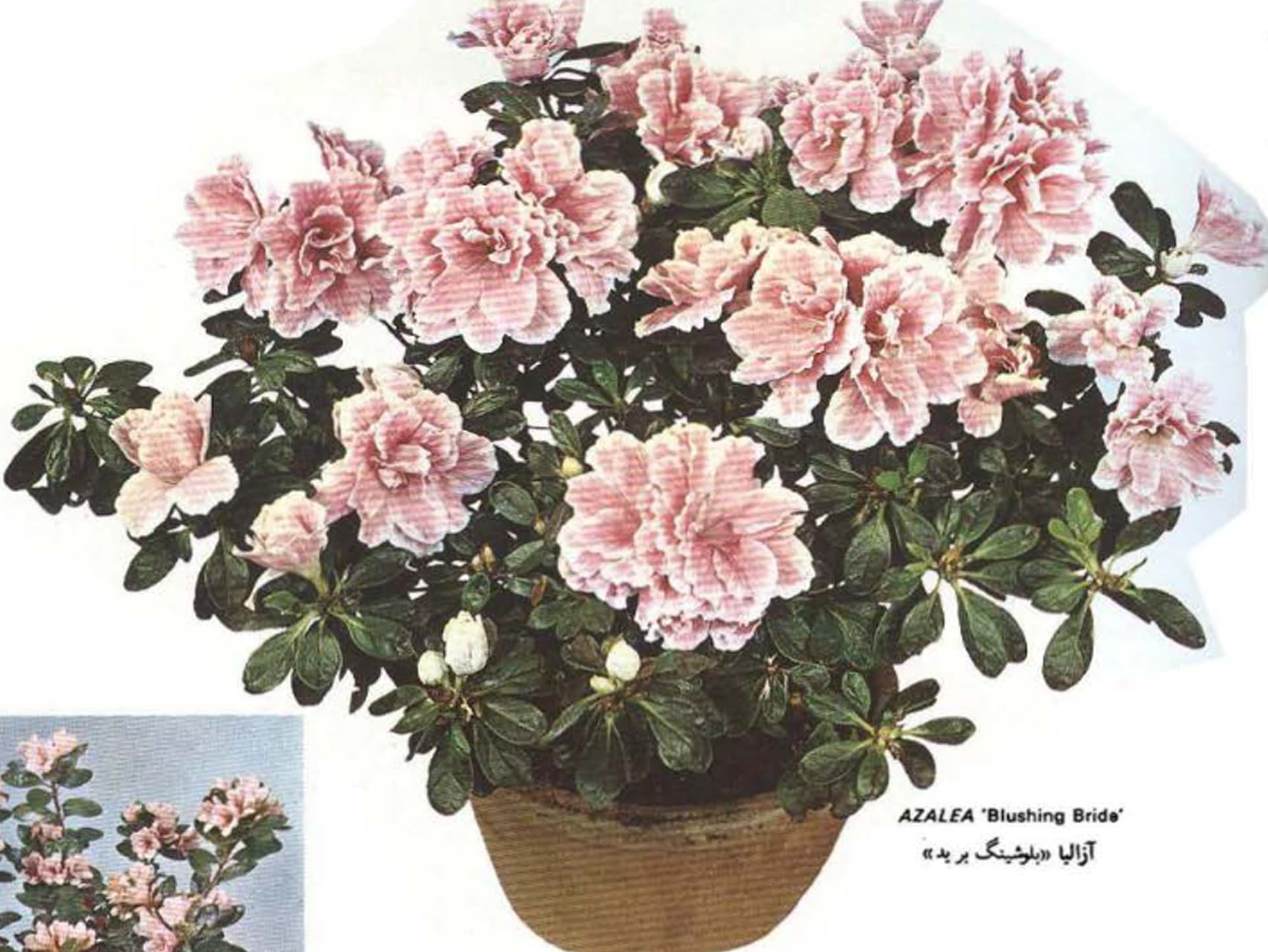 گلدان آزالیا