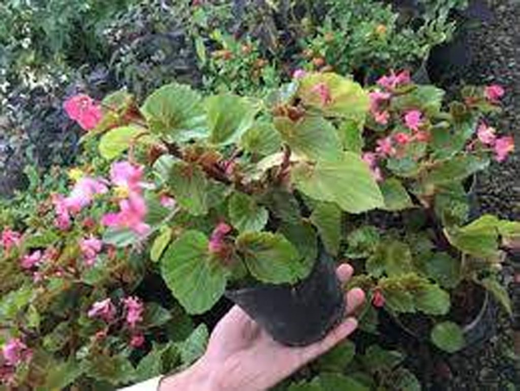 بگونیا، ریه ای با پنج رنگ