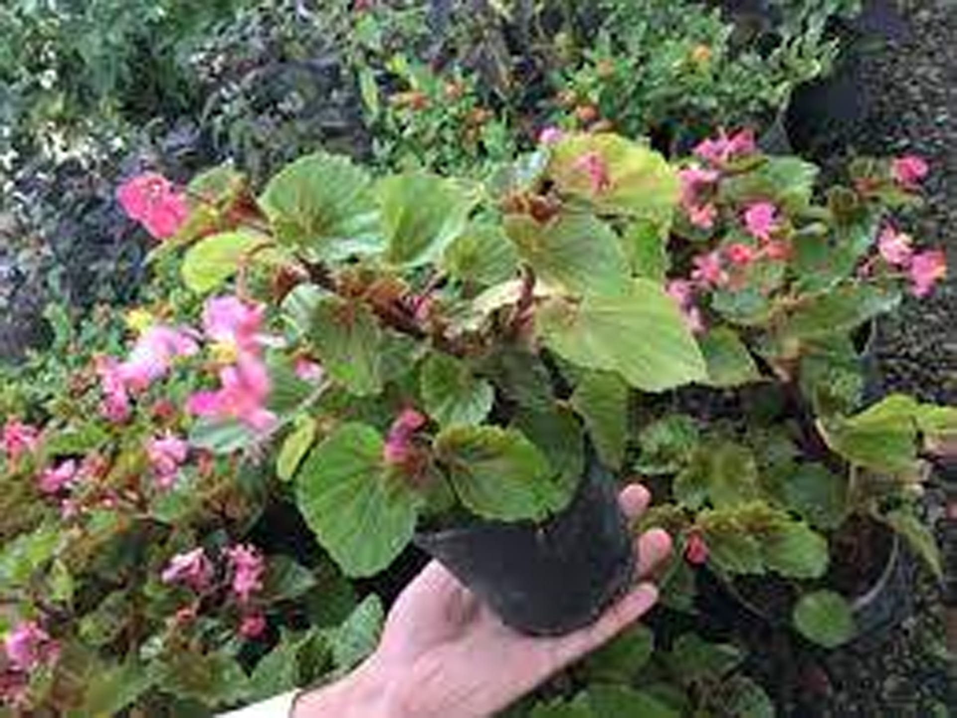 بگونیا، ریه ای با پنج رنگ