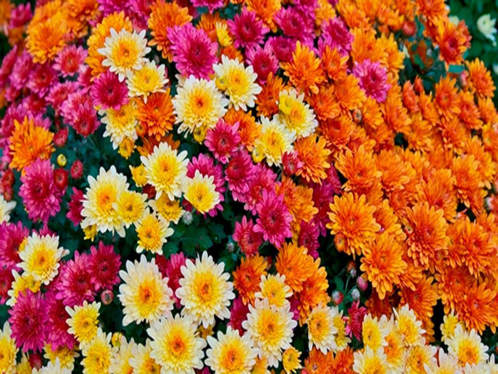 داوودی، گل روزهای سخت