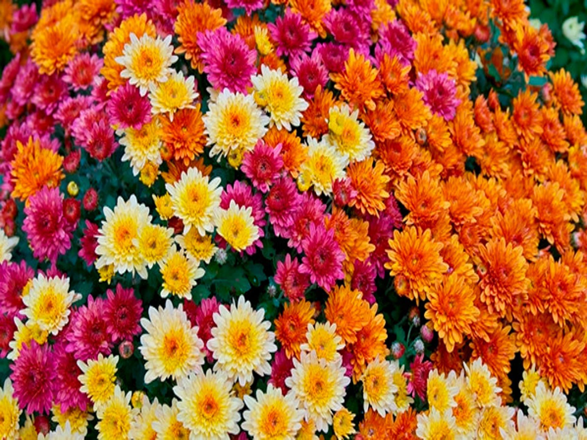 داوودی، گل روزهای سخت