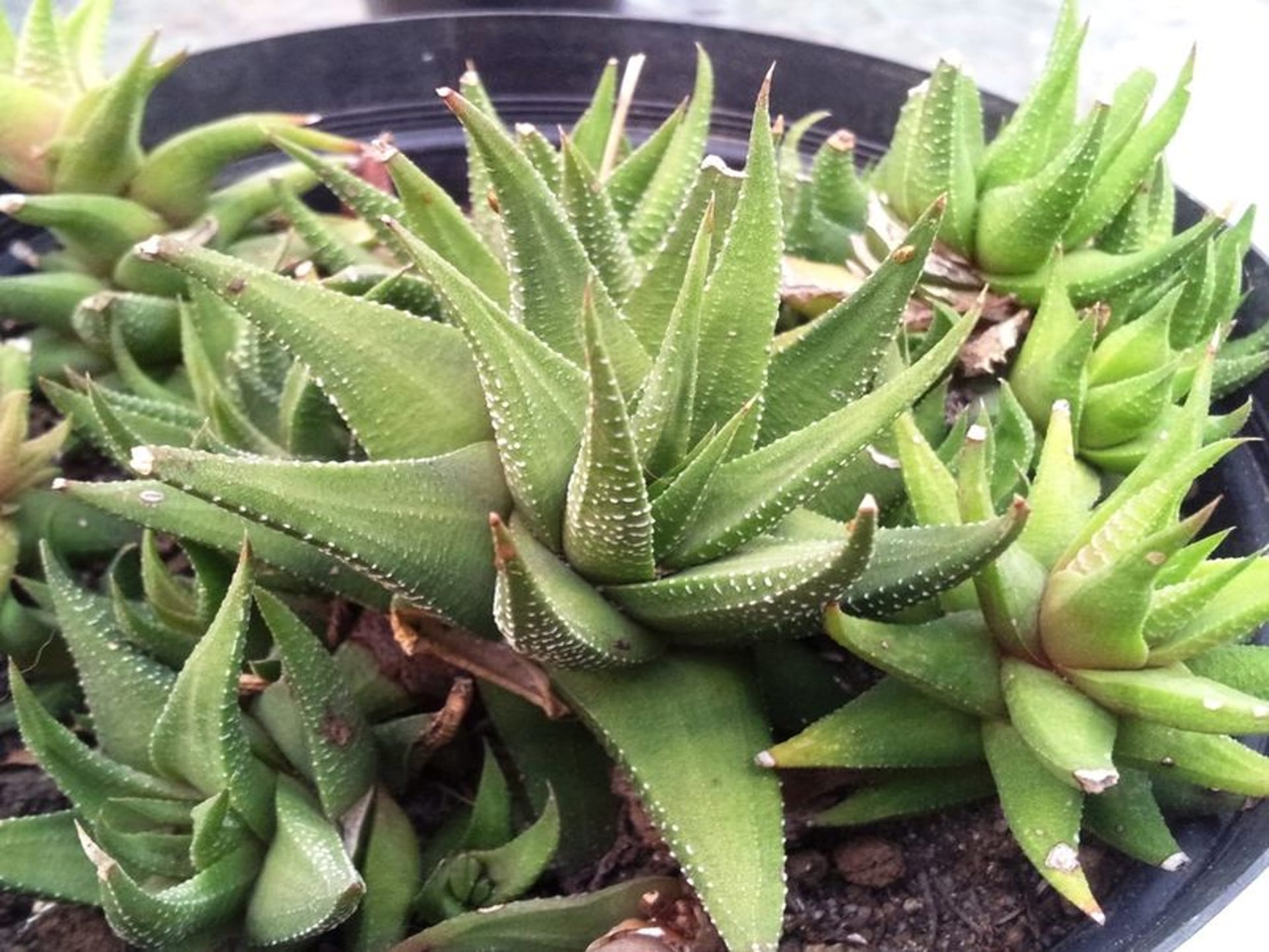 هاورتیا گورخری