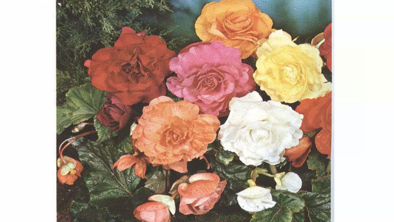 گلدان بگنیای تکمه ای دورگه