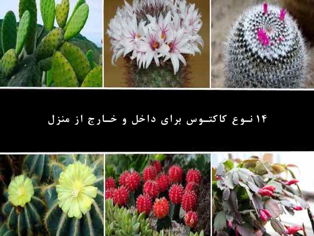 14 نوع کاکتوس برای داخل و خارج از منزل
