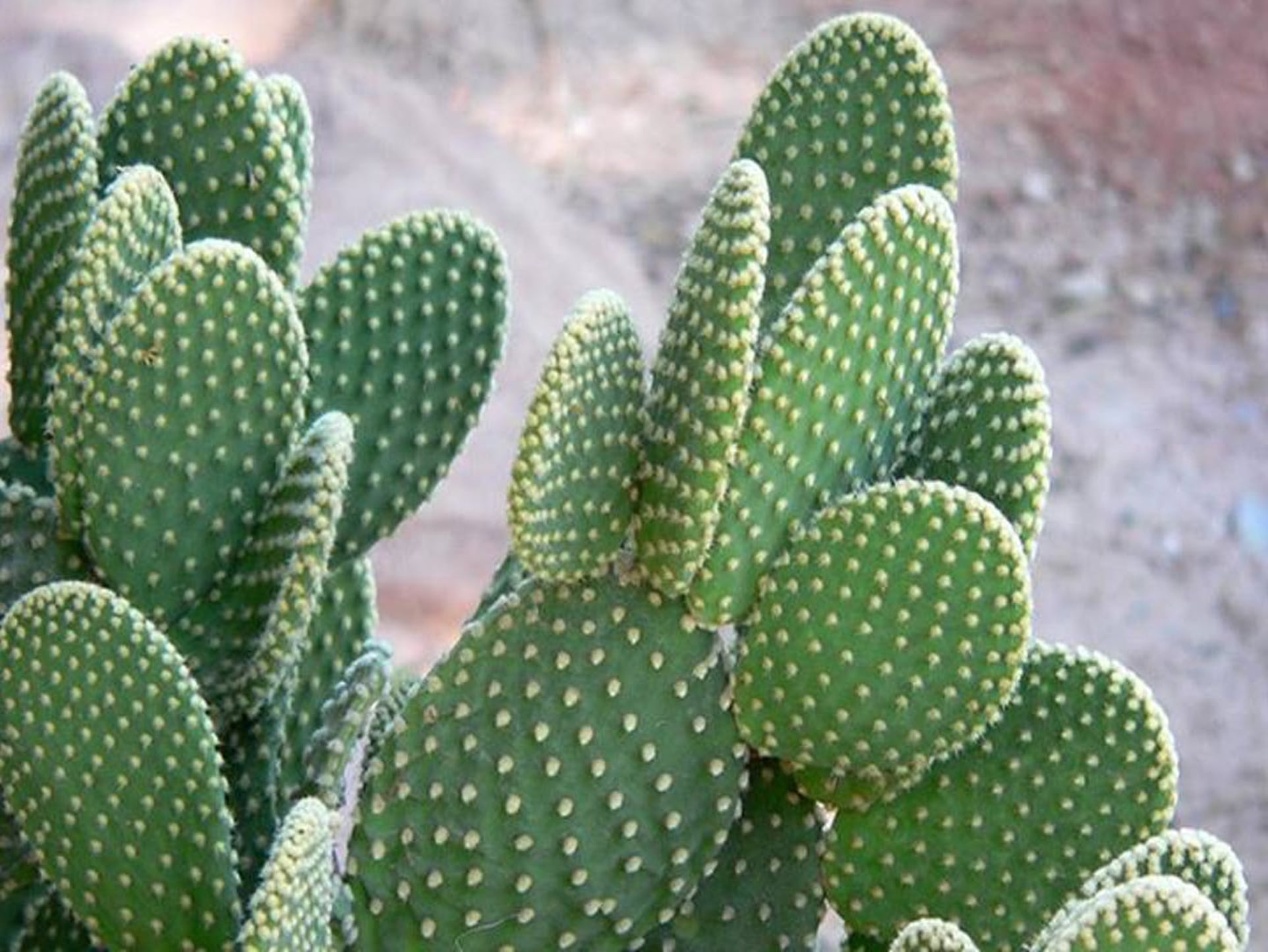 هوای مناسب كاكتوسها