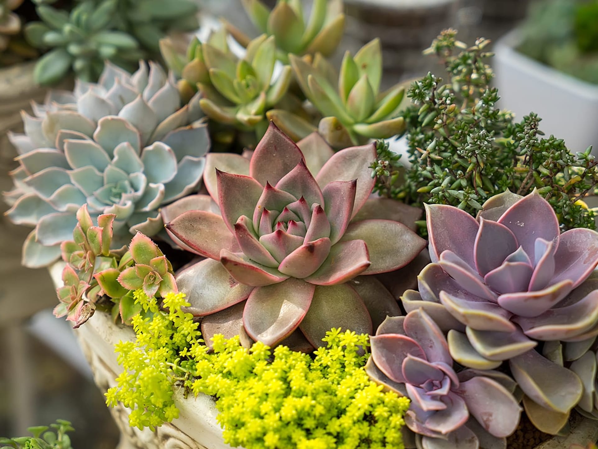به گل نشاندن کاکتوس