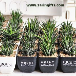 گلدان کاکتوس تبلیغاتی