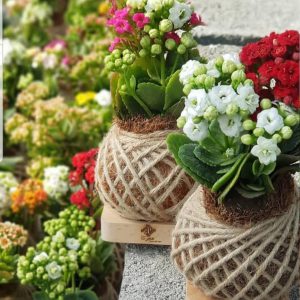 گلدان تبلیغاتی خاص با کوکدامای کالانکوآ