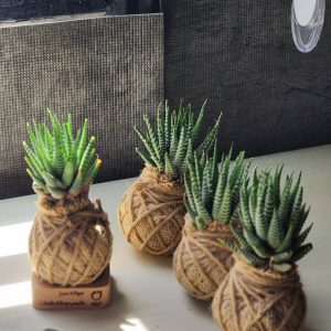 گلدان تبلیغاتی ارزان