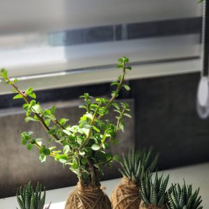 گلدان تبلیغاتی ارزان