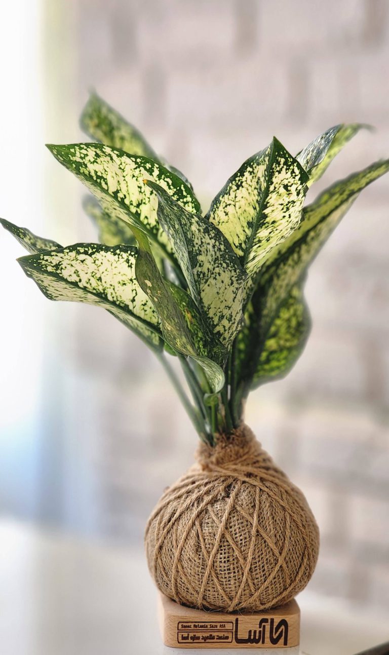 کوکدامای تبلیغاتی و گلدان تبلیغاتی خاص